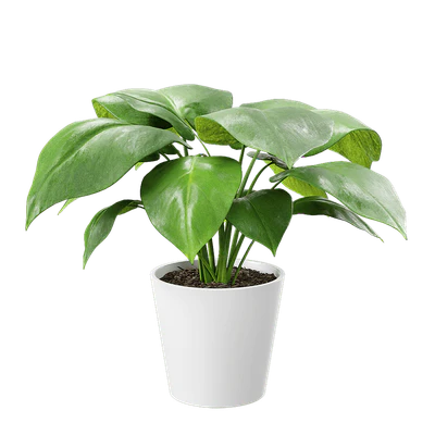 plant monstera young — Descargar
