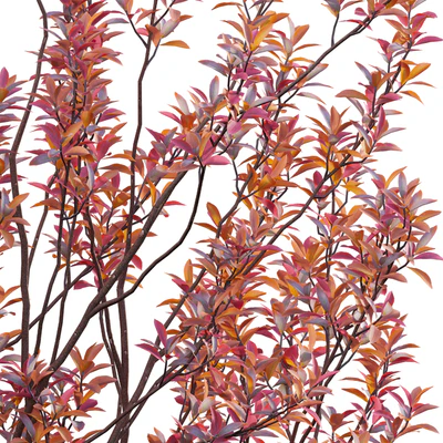 Aronia arbutifolia - Red Chokeberry — Вид 5