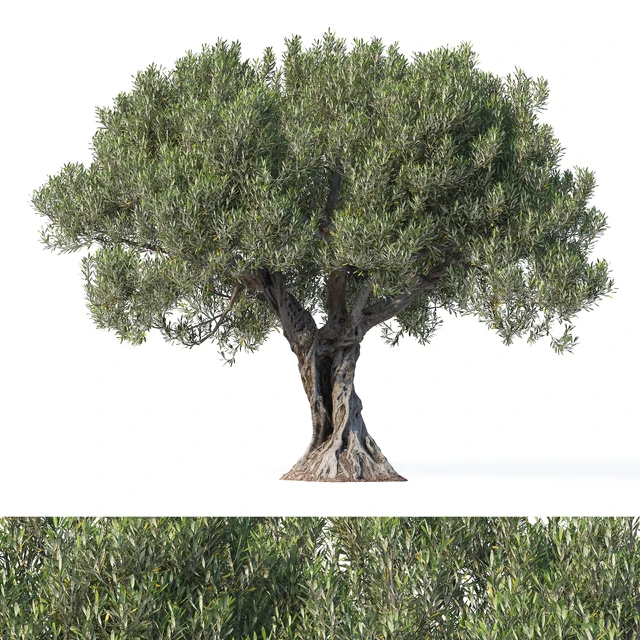 Дерево оливы 8 (Olive tree 8) — Скачать