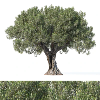 Дерево оливы 8 (Olive tree 8) — Вид 1