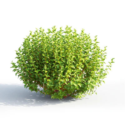 Physocarpus — Ver 5