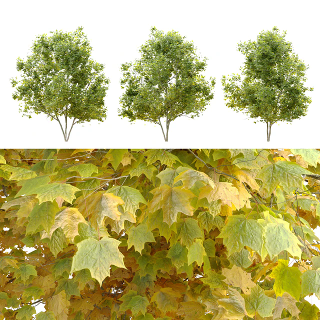 Acer platanoides (Norway maple) — Descargar