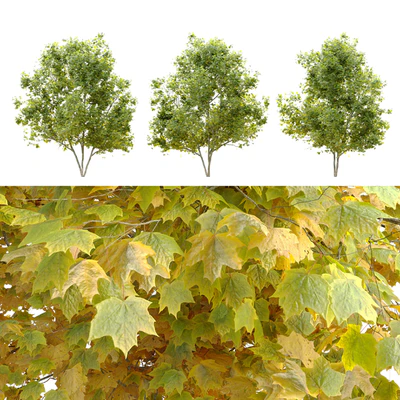 Acer platanoides (Norway maple) — Ver 5