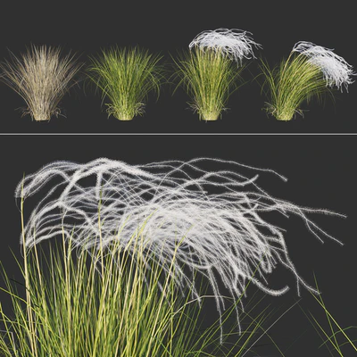 Feather grass feather / Stipa pennata — View 1