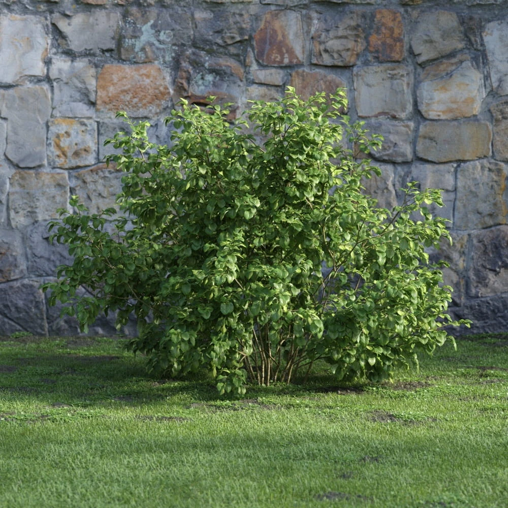 plants and bushes 005 — Скачать