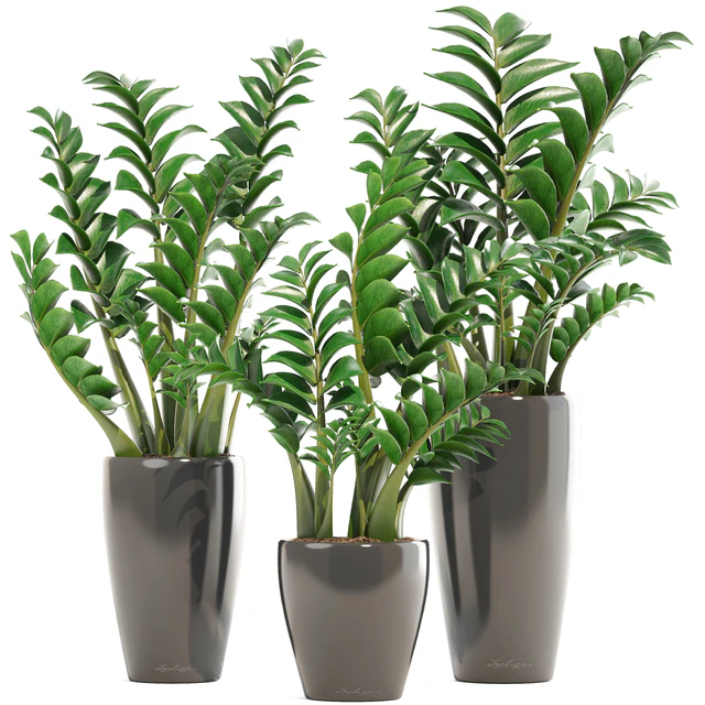 Collection of plants 192. Zamioculcas, flower, pot, bush, flowerpot, interior, decorative — Descargar