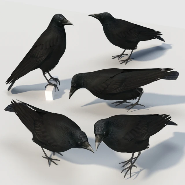 Carrion Crow (bird) — Скачать
