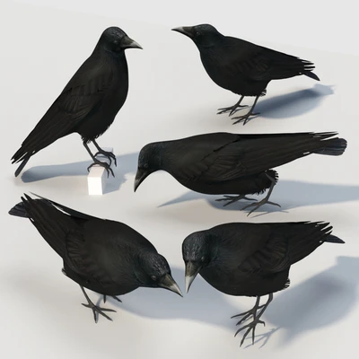 Carrion Crow (bird) — Вид 2