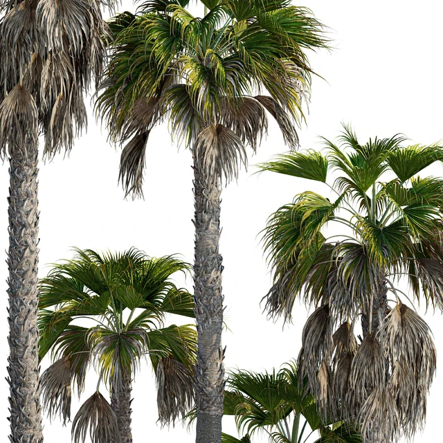 Washingtonia robusta palm (Washingtonia robusta palm) — Descargar