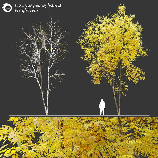 Fraxinus pennsylvanica (Ash tree) — Descargar