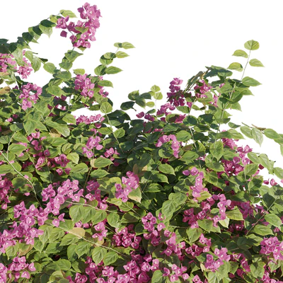 Bougainvillea — Ver 4