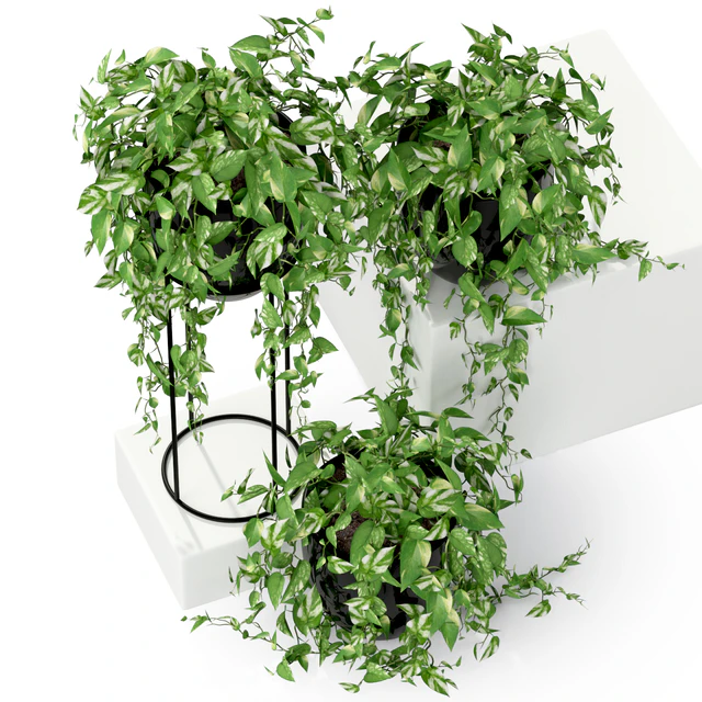 Plants collection 250 — Descargar