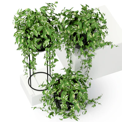 Plants collection 250 — Ver 3