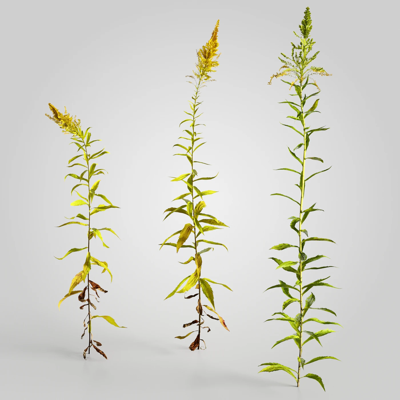 plants and weeds 013 — Descargar