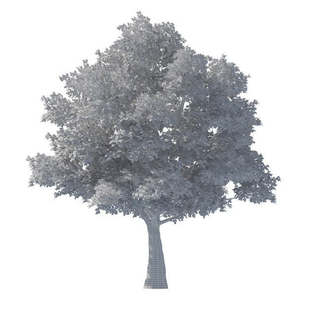 Tilia Tree - 10m Height - Tree Set 01 — Descargar