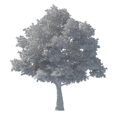 Tilia Tree - 10m Height - Tree Set 01 — Ver 3