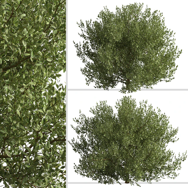 Set of Buxus bodinieri Shrubs (Buxus) (3 Shrubs) — Descargar