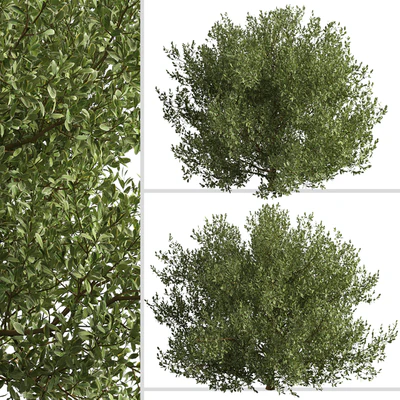 Set of Buxus bodinieri Shrubs (Buxus) (3 Shrubs) — Ver 4