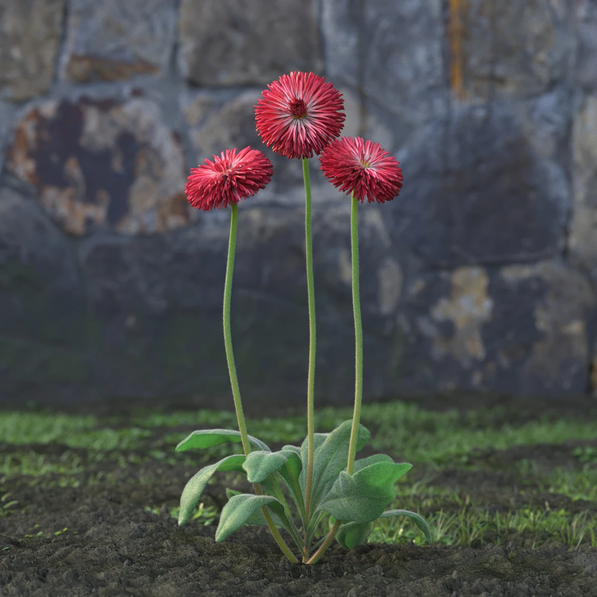 garden flowers 038 — Descargar