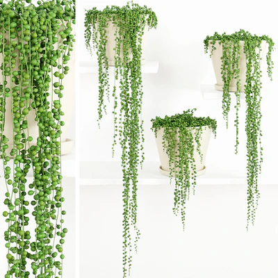 String Of Pearls Plant 2 — Ver 3