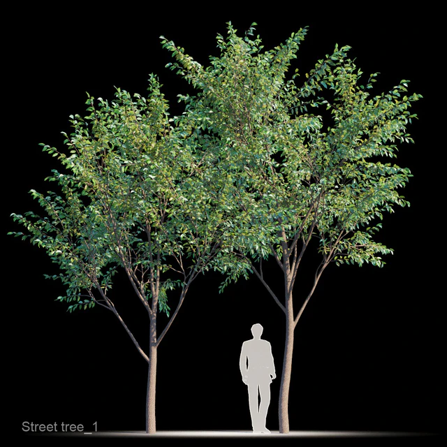 Street tree v1 — Descargar