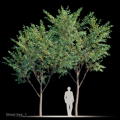 Street tree v1 — Ver 1