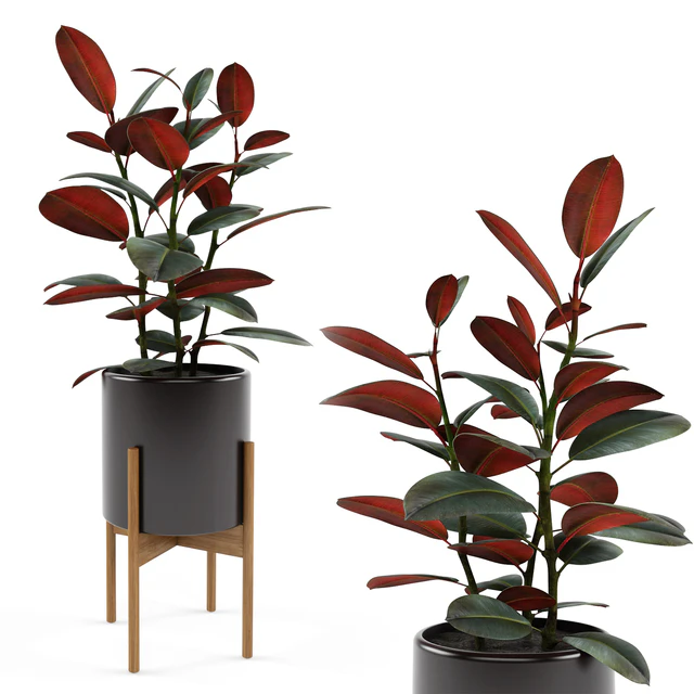 Ficus elastica Black Prince — Скачать