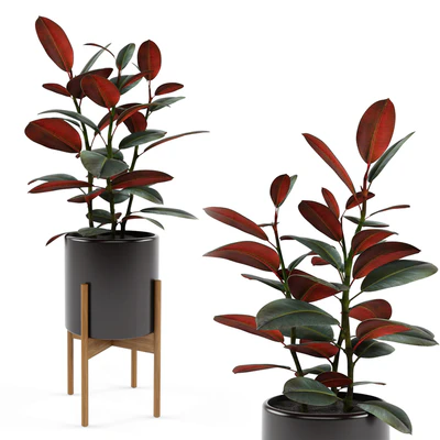 Ficus elastica Black Prince — Скачать