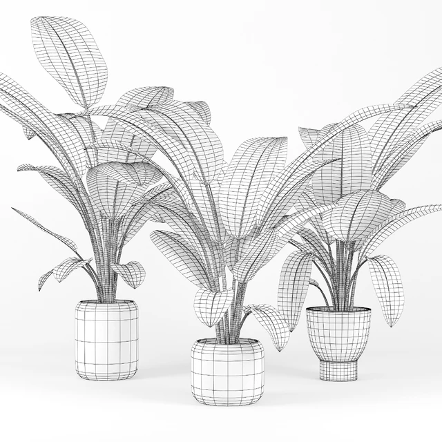 Tropical Palm — Скачать