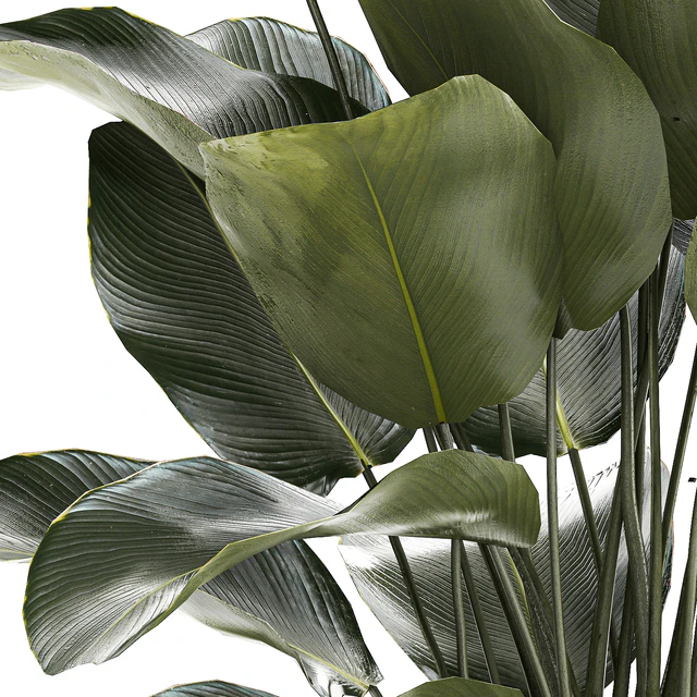 Beautiful exotic plant in a white flower pot Calathea lutea, Strelitzia bush. 1263 — Download