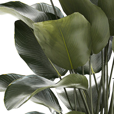 Beautiful exotic plant in a white flower pot Calathea lutea, Strelitzia bush. 1263 — View 7