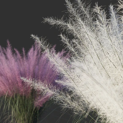 Muhlenberg hairy / Muhlenbergia capillaris — Ver 3