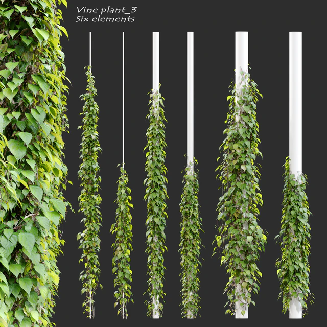 Vine plant 3 — Descargar