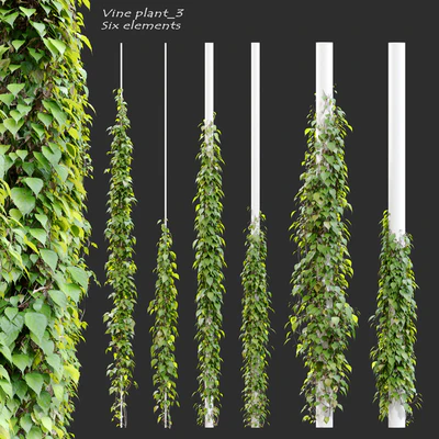 Vine plant 3 — Ver 1