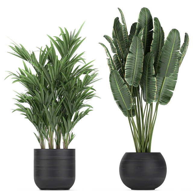 Collection of exotic plants in black pots with Bamboo bush, ficus, palm, banana, Plumeria. Set 715. — Descargar