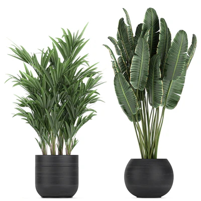 Collection of exotic plants in black pots with Bamboo bush, ficus, palm, banana, Plumeria. Set 715. — Ver 4