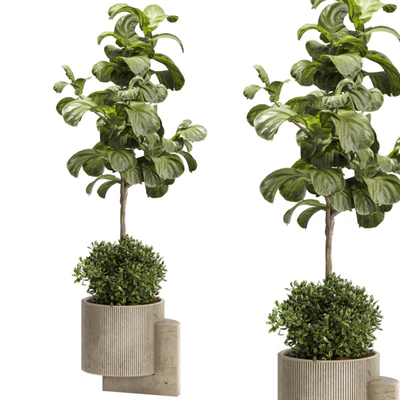 Indoor Ficus Lyrata Plants Set 60 — Ver 6