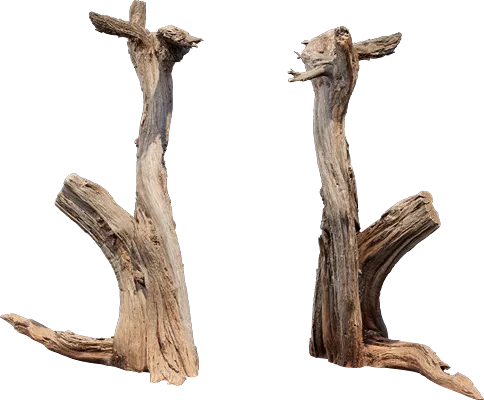 desert western tree trunk juniper 001 — Скачать