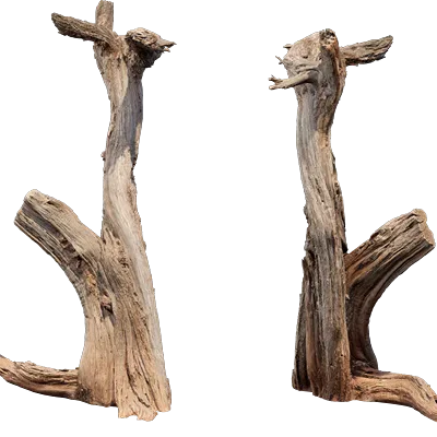 desert western tree trunk juniper 001 — Скачать