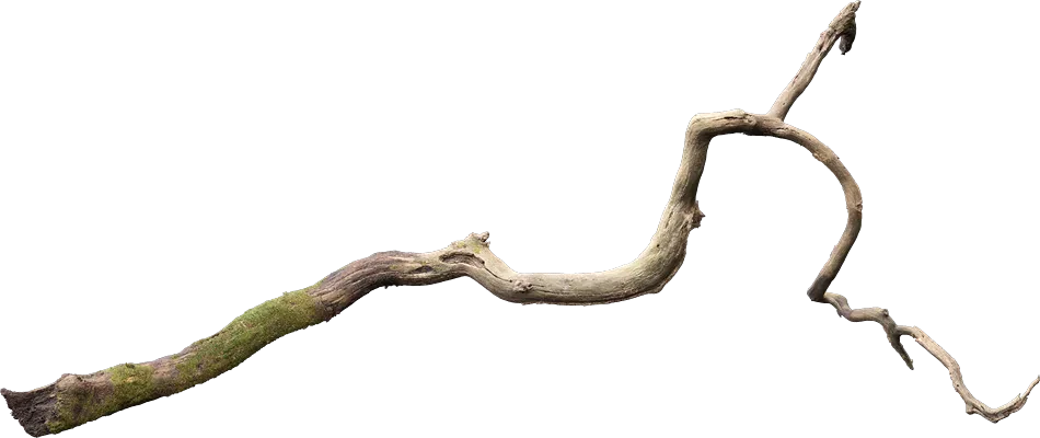 large fallen tree 005 — Descargar