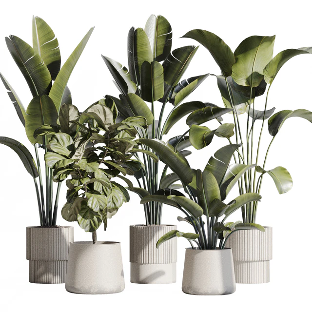 indoor plant set 75 — Скачать