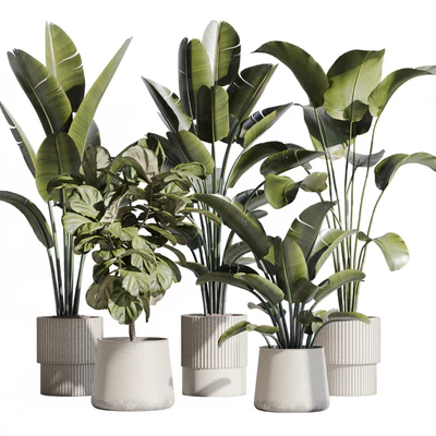 indoor plant set 75 — Вид 1