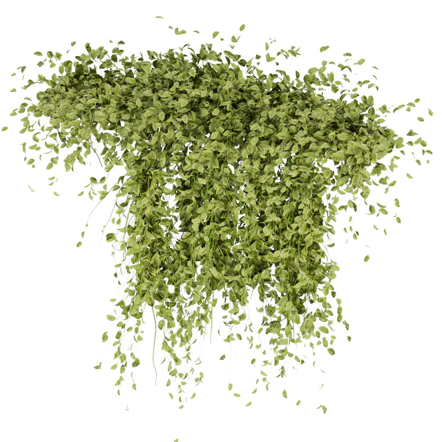 Collection Plant Vol 293 - Fitowall - Leaf - Ivy — Descargar