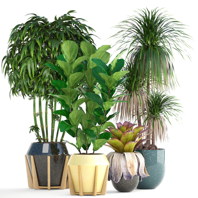 Collection of plants. Bamboo, bushes, Ficus Lyrata, Dracaena, exotic flower, bromelia — Descargar
