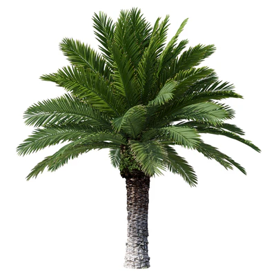 Финик канарский Phoenix Canariensis V4 февраль+декабрь — Вид 1