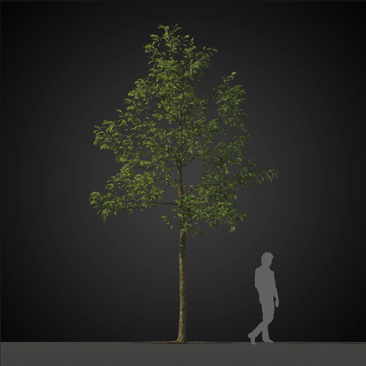 trees 027 — Скачать