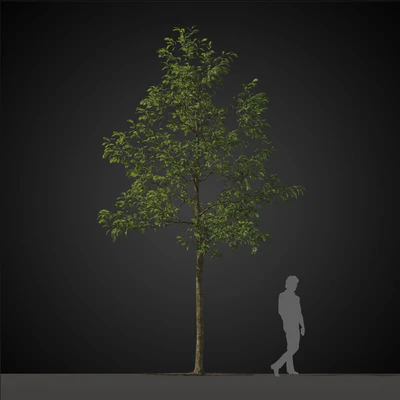 trees 027 — Скачать