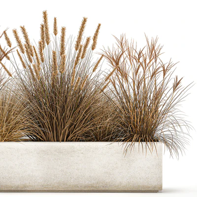Collection of dried flower plants in a pot of Pampas grass, reeds, flowerbed, landscaping, bushes. 1072. — Ver 7