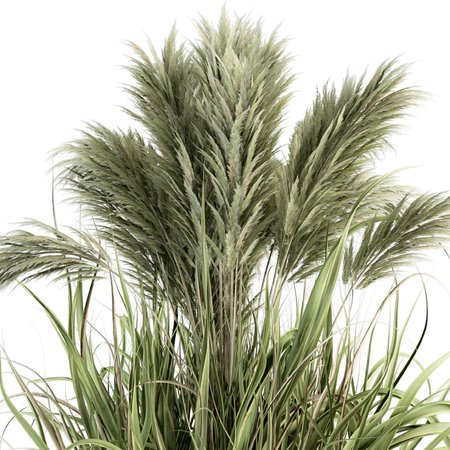 Pampas Bush - Bush Set 21 — Descargar