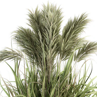 Pampas Bush - Bush Set 21 — Ver 5